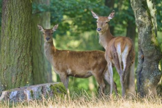 Red deer (Cervus elaphus), two hinds standing in the sparse forest next to large trees and looking