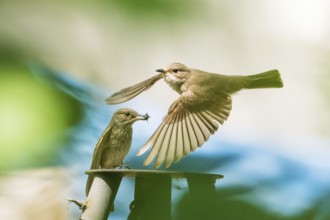 A grey flycatcher (Muscicapa striata) in flight, in the background its partner with food in its
