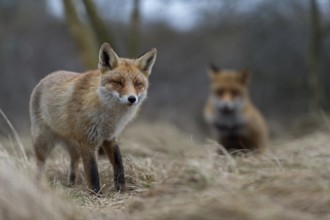 Red foxes (Vulpes vulpes), two foxes, adult animals seek necessary proximity during the breeding