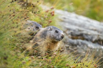 Alpine marmot (Marmota marmota) in autumn, Grossglockner, High Tauern National Park, Austria,