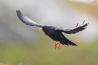 Yellow-billed chough (Pyrrhocorax graculus) in the mountains at Hochalpenstraße, Pinzgau, Salzburg,