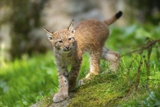 Eurasian lynx (Lynx lynx) youngster on a meadow, Bavaria, Germany, Europe
