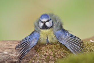 Blue tit (Parus caeruleus), sitting with spread wings on moss-covered dead wood, Wilnsdorf, North