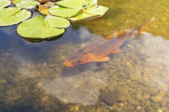 Carp swimming in a clear pond with water lily leaves on the surface, Botanical Garden, The Gardens