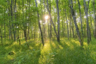 Sun-drenched forest with vibrant greenery and warm light breaking through the treetops, Gechingen,