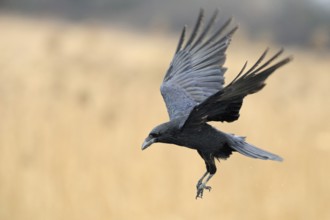 In flight... Raven (Corvus corax), largest native corvid in the air with open wings, preparing to