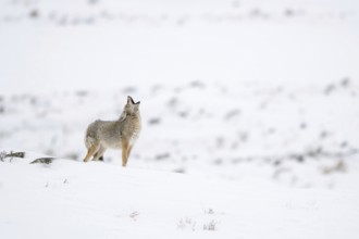 Howling coyote... Coyote (Canis latrans) in winter stands on a hill in the snow and howls, audible