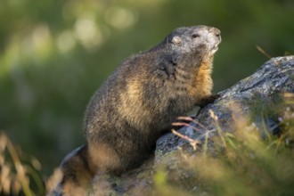 Alpine marmot (Marmota marmota) in autumn, Grossglockner, High Tauern National Park, Austria,