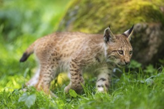 Eurasian lynx (Lynx lynx) youngster on a meadow, Bavaria, Germany, Europe
