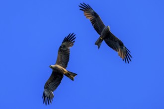 Two birds of prey flying together in the blue sky, harmonious and free, Red Kite, (Milvus milvus)