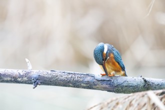 Kingfisher (Alcedo atthis) Germany