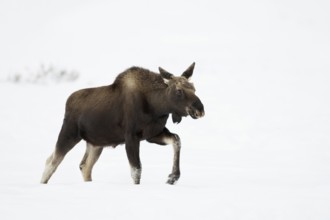 Elk (Alces alces), young bull elk with freshly shed antlers, without antlers in winter, trudging,