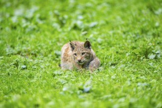 Eurasian lynx (Lynx lynx) youngster on a meadow, Bavaria, Germany, Europe