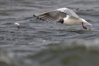 Black-headed gull (Chroicocephalus ridibundus) in summer plumage, flying above the sea surface,