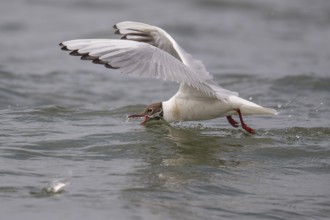 Black-headed gull (Chroicocephalus ridibundus) in summer plumage, looking for small fish, near