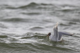 Black-headed gull (Chroicocephalus ridibundus) in summer plumage, swimming on the sea surface,