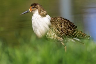 Bird with brown feathers in lateral view, in green surroundings, Ruff (Calidris pugnax, Syn.: