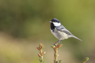 Fir tit (Parus ater), sitting on the top of a young spruce, European spruce (Picea abies),
