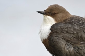 At the close-up limit... White-throated Dipper (Cinclus cinclus) in portrait, highly specialised