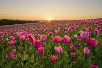 Opium poppy (Papaver somniferum), endless pink flower field at sunrise, with a picturesque sky,