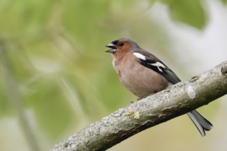 Territorial song... Chaffinch (Fringilla coelebs), singing male in splendour dress, summer dress,