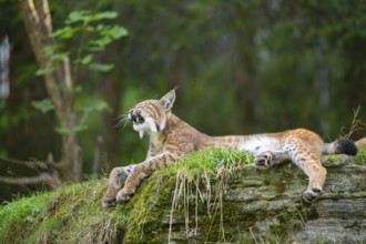 Eurasian lynx (Lynx lynx) on a rock, Austria, Europe