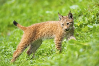 Eurasian lynx (Lynx lynx) youngster on a meadow, Bavaria, Germany, Europe