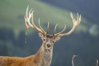 Red deer (Cervus elaphus) stag, portrait, tirol, Kitzbühel, Wildpark Aurach, Austria, Europe