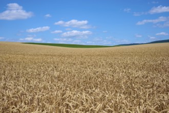 Extensive wheat field stretching to the horizon under a clear sky, summer, Miltenberg, Miltenberg