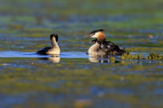 Two great crested grebes interacting in the water, surrounded by tranquil, natural landscape, Great