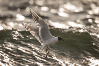 Black-headed gull (Chroicocephalus ridibundus) in summer plumage, flying above the sea surface,