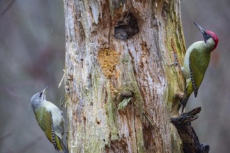 Grey-headed Woodpecker (Picus canus) wbl and Green Woodpecker (Picus viridis) ml Germany