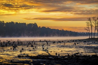 Stumps protrude from low water in Geiger Lake at sunrise in Paul B. Johnson State Park near