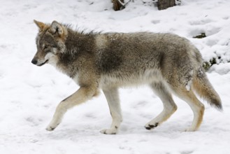 Grey-brown... European gray wolf (Canis l. lupus) in the snow, also called grey wolf or grey wolf,