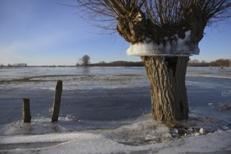 Flood mark... Pollard willow (Salix sp.) during the winter flood Rhineland 2020, 2021 enclosed in