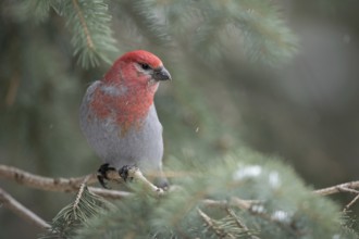 Red head, grey plumage... Hooked Finch (Pinicola enucleator), male in winter during light snowfall,