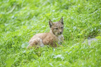 Eurasian lynx (Lynx lynx) youngster on a meadow, Bavaria, Germany, Europe