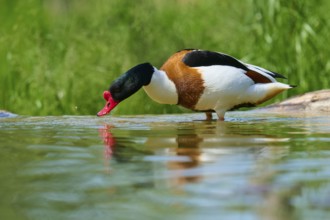 Shelduck (Tadorna tadorna), with striking plumage drinks from the water, France, Europe