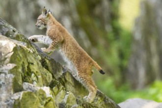 Eurasian lynx (Lynx lynx) youngster climbing on a rock, Bavaria, Germany, Europe