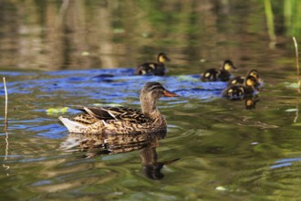 Female mallard with chicks, swimming on a pond, Insel Düne, Heligoland, Schleswig-Holstein,