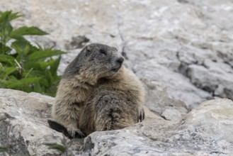 Marmot (Marmota marmota), Monte Baldo, Italy, Europe