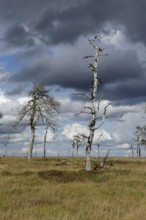 Noir Flohay... High Fens (Eifel) located in the border triangle near Aachen near the German-Belgian