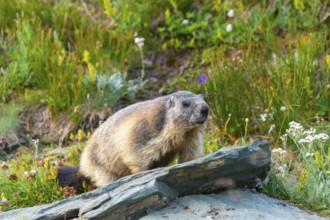 Alpine marmot (Marmota marmota) in autumn, Grossglockner, High Tauern National Park, Austria,