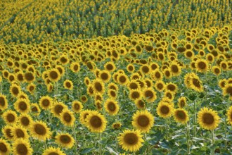 Large field of sunflowers blooming magnificently under a blue sky, summer, Thüngen, Main Spessart