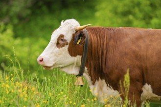 Brown and white cow on a green meadow with a bell on its neck, Alpe di Siusi, South Tyrol,