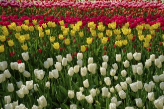 Colourful flower bed with red, yellow and cream tulips, Keukenhof, Lisse, province of South
