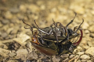 Mating of stag beetles in the oak forest of the Swabian Pre-Alps
