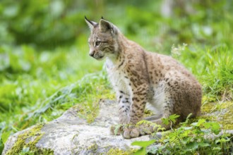 Eurasian lynx (Lynx lynx) youngster on a rock, Bavaria, Germany, Europe