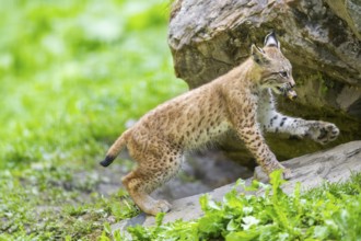 Eurasian lynx (Lynx lynx) youngster on a rock, Bavaria, Germany, Europe
