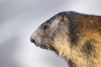 Alpine marmot (Marmota marmota) in autumn, Grossglockner, High Tauern National Park, Austria,